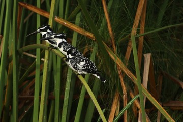 Pied Kingfisher in Tanzania, Lake Victoria