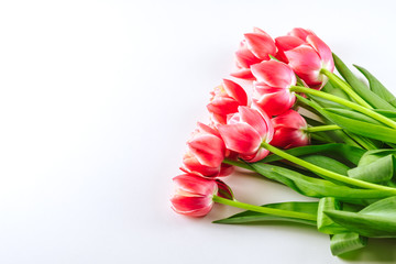 Spring flowers, bouquet of pink tulips on a white background.