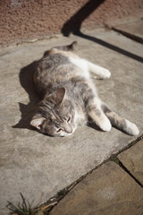 Obraz premium Lovely kitten relax on the sunny stone floor near outdoor. Happy