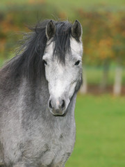 Obraz na płótnie Canvas Grey Pony Headshot