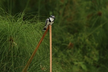 Pied Kingfisher in Tanzania, Lake Victoria