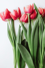 Spring flowers, pink tulips on a white background