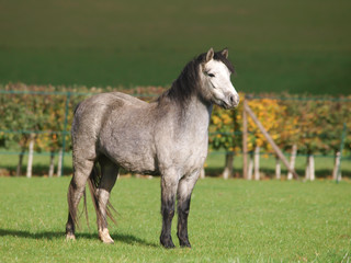 Obraz na płótnie Canvas Pretty Welsh Pony