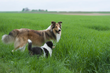 Collie