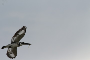Pied Kingfisher in Tanzania, Lake Victoria
