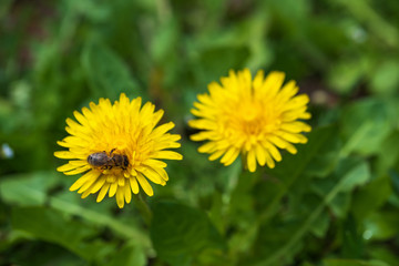Nahaufnahme von einem blühendem Löwenzahn mit einer Biene