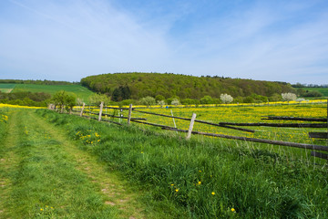 Eine Pfredekoppel im Taunus/Deutschland mit blühendem Löwenzahn im Frühling