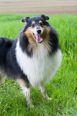 Collie