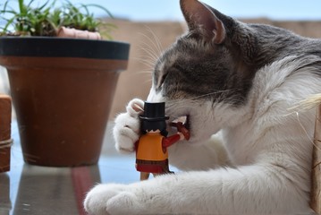 Tierno y hermoso gato jugando con juguetes en el jardin