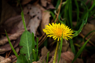 yellow flower in autumnal wood