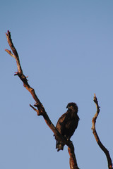 African eagle
