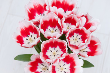 A bouquet ot red white tulips flowers. A gift to a girl, woman, mother, grangmother.