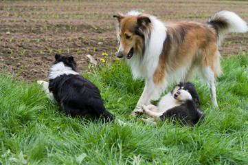 Collie