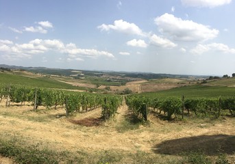 Fototapeta premium Vinado de toscana