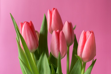 Fresh pink tulip bouquet under natural light in blossom against a pink background close up