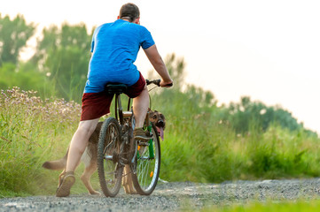 Obraz premium View on a dog and a man on a bike while training a german shepherd dog