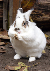 Cute white fluffy rabbit on outdoor