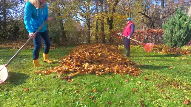 Timelapse of man and woman raking leaves in garden yard. People collect leaves