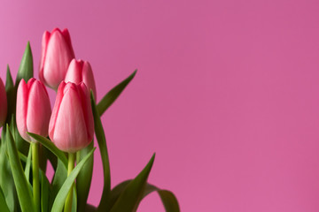 Fresh pink tulip bouquet under natural light in blossom against a pink background