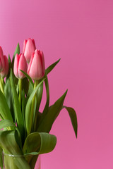 Fresh pink tulip bouquet under natural light in blossom against a pink background