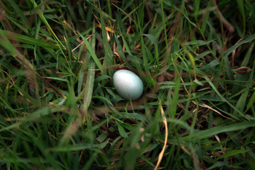 egg