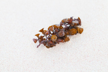 Dark seaweed branch lays on white sand
