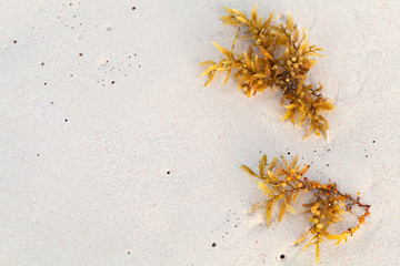 Yellow seaweed branches lay on wet white sand © evannovostro