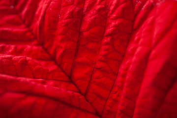 Bright red leaf of tropical plant, abstract photo