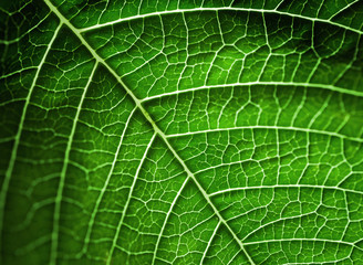 Bright green leaf, abstract natural macro photo