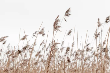 Foto op Canvas Dry coastal reed in winter under overcast gray sky © evannovostro