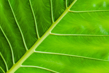 Tropical plant fresh green leaf background