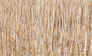 Pattern of dry coastal reed stems at a winter day