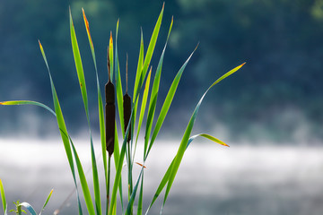 Typha or bulrush. Aquatic plant leaves and flowers