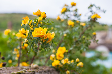 Yellow roses. Close up photo with soft focus