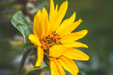 Sunflower in a garden, natural close up photo