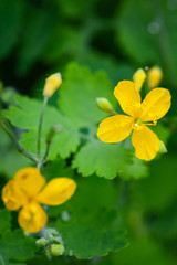 Wild yellow flowers over blurred green background