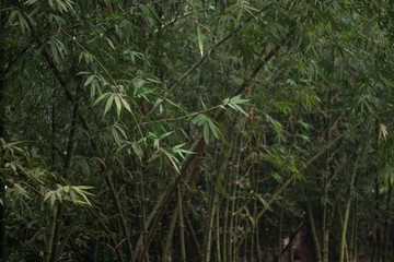 Green bamboo tree on forest.Branches of bamboo trees with green leafs at rain forest