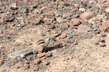 Atlashörnchen Fuerteventura 