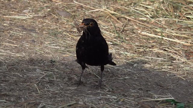 Amsel bei der Futtersuche auf Bauernhof