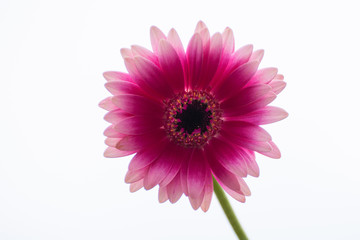 Gerbera