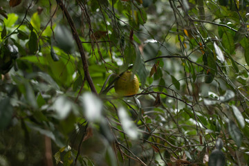 Orange is hanging on trees over beautiful burred background