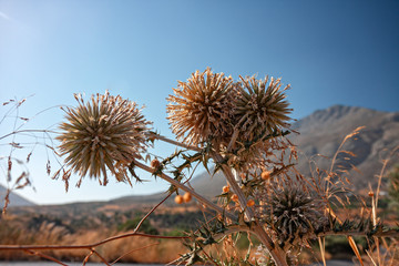 Inflorescences and thorny bushes of the Mediterranean maquis of the island of Crete in Greece.