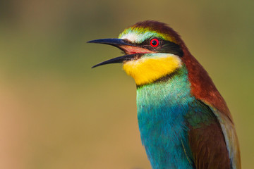 bird of paradise with beautiful feathers sings a spring song