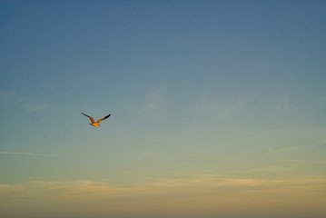 Fototapeta na wymiar Eine Möwe Seagull Vogel beim Sonnenuntergang am Strand von Florida, Wellen im Hintergrund