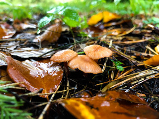 Mushrooms after rain