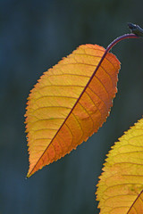 Obraz premium gelbe blätter