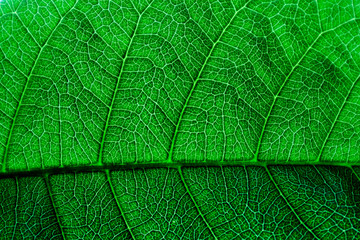 Texture and detail of green leaf.