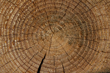 Brown Pine tree texture. Rough growth rings with cracks