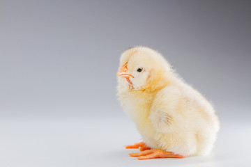 fluffy white chicken on a white background