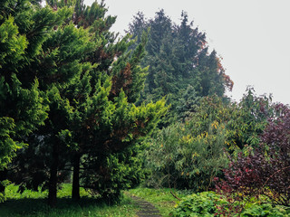 Obraz premium Park after the rain